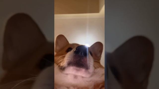 Быть вместе #коржмарти #корги #собака #юмор #смешныеживотные #corgi #dog #animals #funny