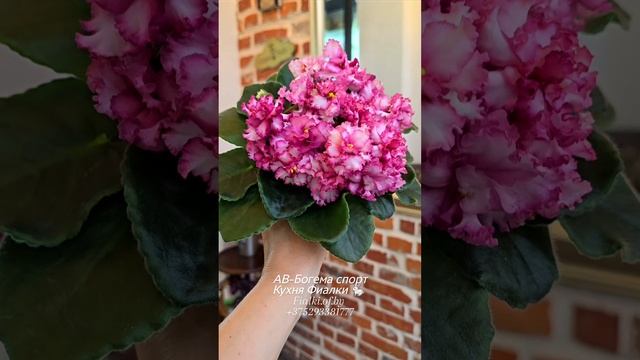 🍒🍒🍒АВ-Богема спорт уже у нас. Ну не возможна без него хорошая коллекция. Нужен,  очень нужен для