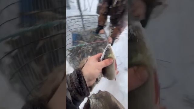 #FISHING_video