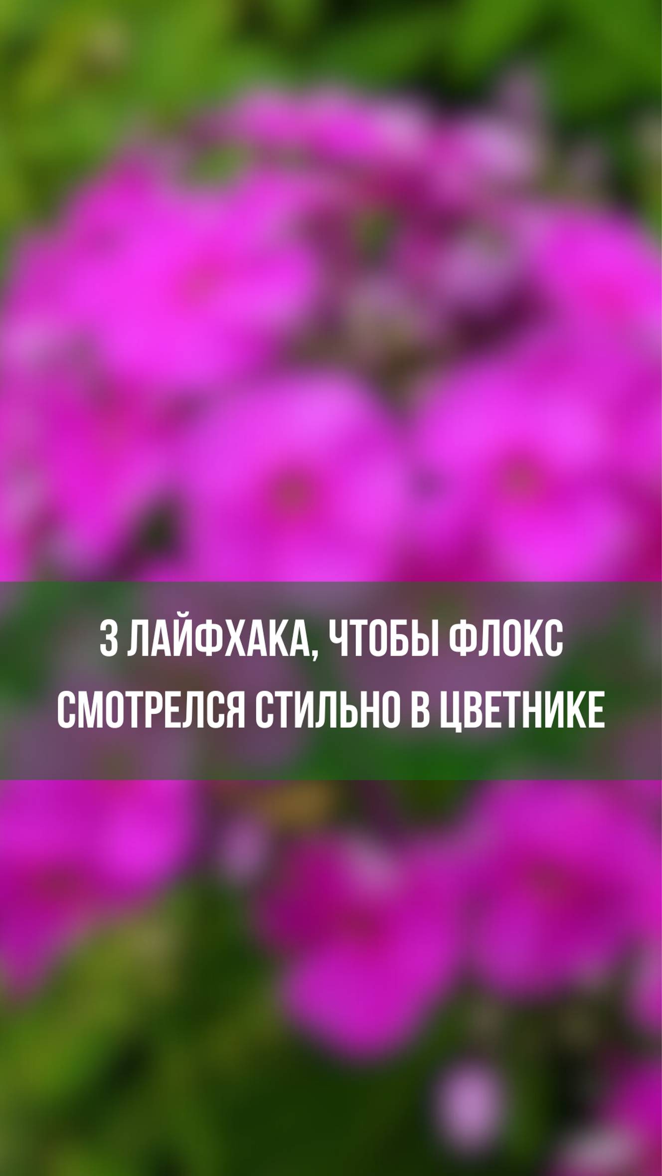 3 лайфхака, чтобы флокс смотрелся стильно в цветнике