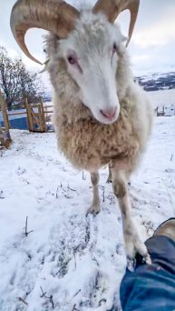🤔КАК ВЫЖИТЬ, ЕСЛИ ВАС РАЗБУДИЛ БАРАН🐏
#юмор #шутка #лайфхак #животные #авто #самолет #небо