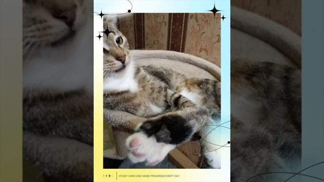#котМатроскин 😺