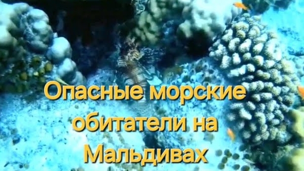 Мальдивы в ноябре. 28 серия. Завтрак на Fihalhohi. Опасная живность у пирса. Крылатка и мурена.