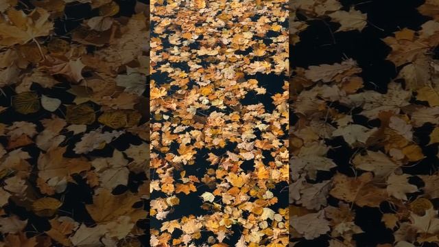 Золотая осень в Таврическом саду