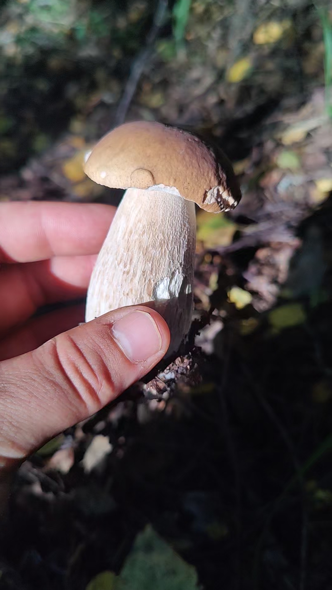 Шикарный белый на фоне вечернего солнца!  #trending #mushroom #грибы #лето #лес #природа #nature