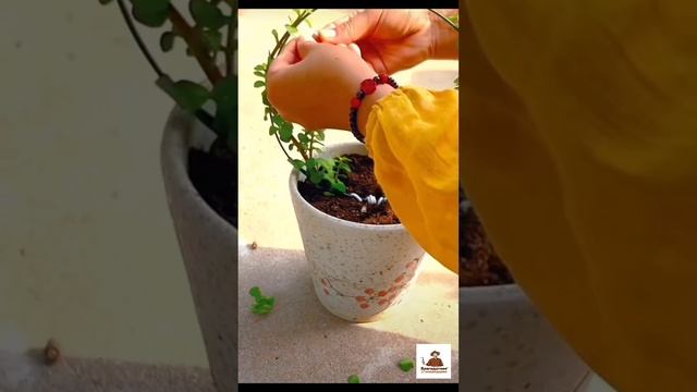 Сажаем суккуленты