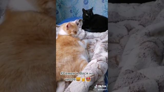 Мои лентяи🫶😺😺