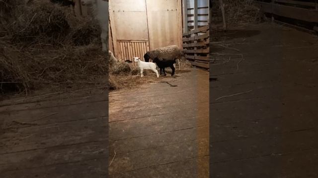 барашки 🐏