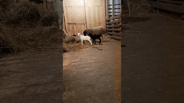 барашки 🐏