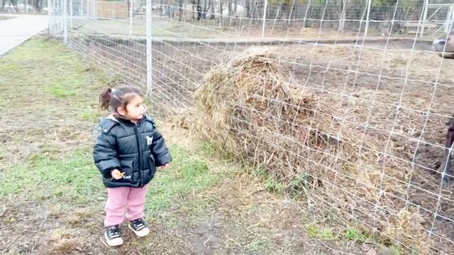 Оленья ферма и ферма фигуристов. Тяжело на тренировке, не легко на отдыхе!