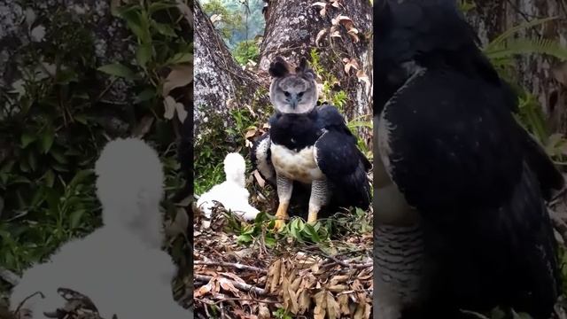 🦅 Гарпия из Южной Америки и ее птенец