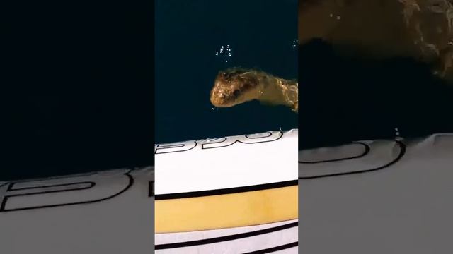 🐍В Австралии не только на суше, но и в воде можно встретиться с опасностью.