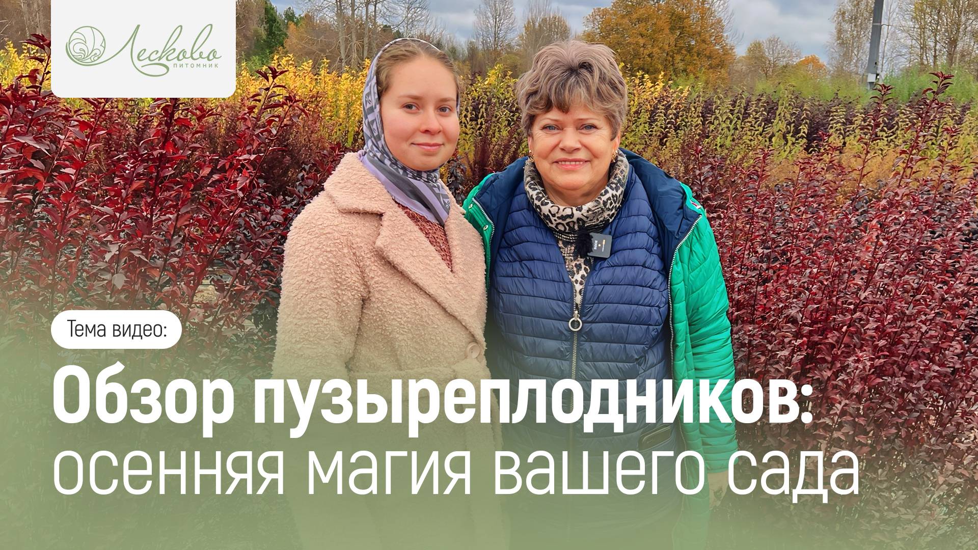 ОБЗОР ПУЗЫРЕПЛОДНИКОВ: ОСЕННЯЯ МАГИЯ ВАШЕГО САДА