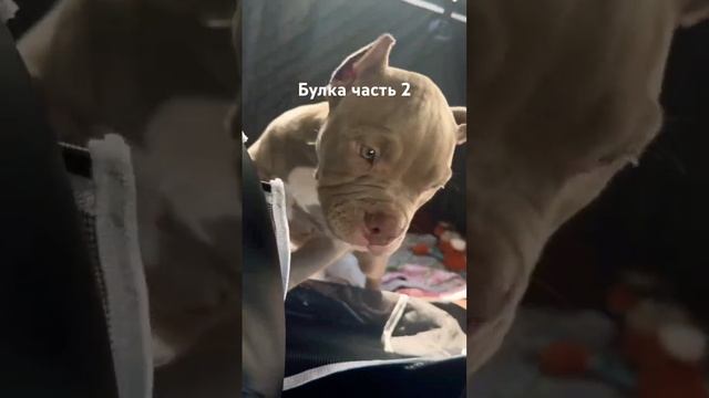Булка часть 2