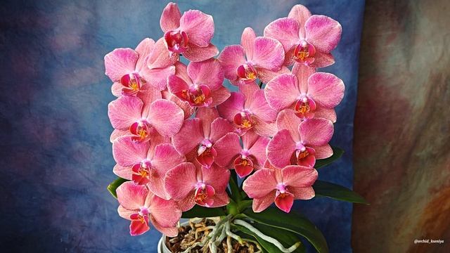 Phal. Pirate Picotee Red 🌸 Домашнее цветение орхидеи фаленопсис Красный Пират Пикоти | Обзор