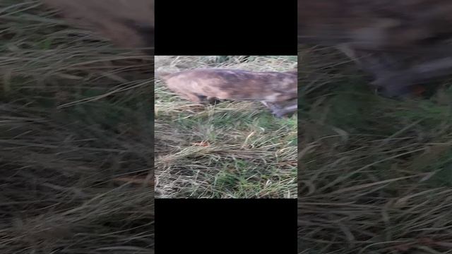 Гулька поймала мыша #босерон_питбуль #собаки #прогулка
