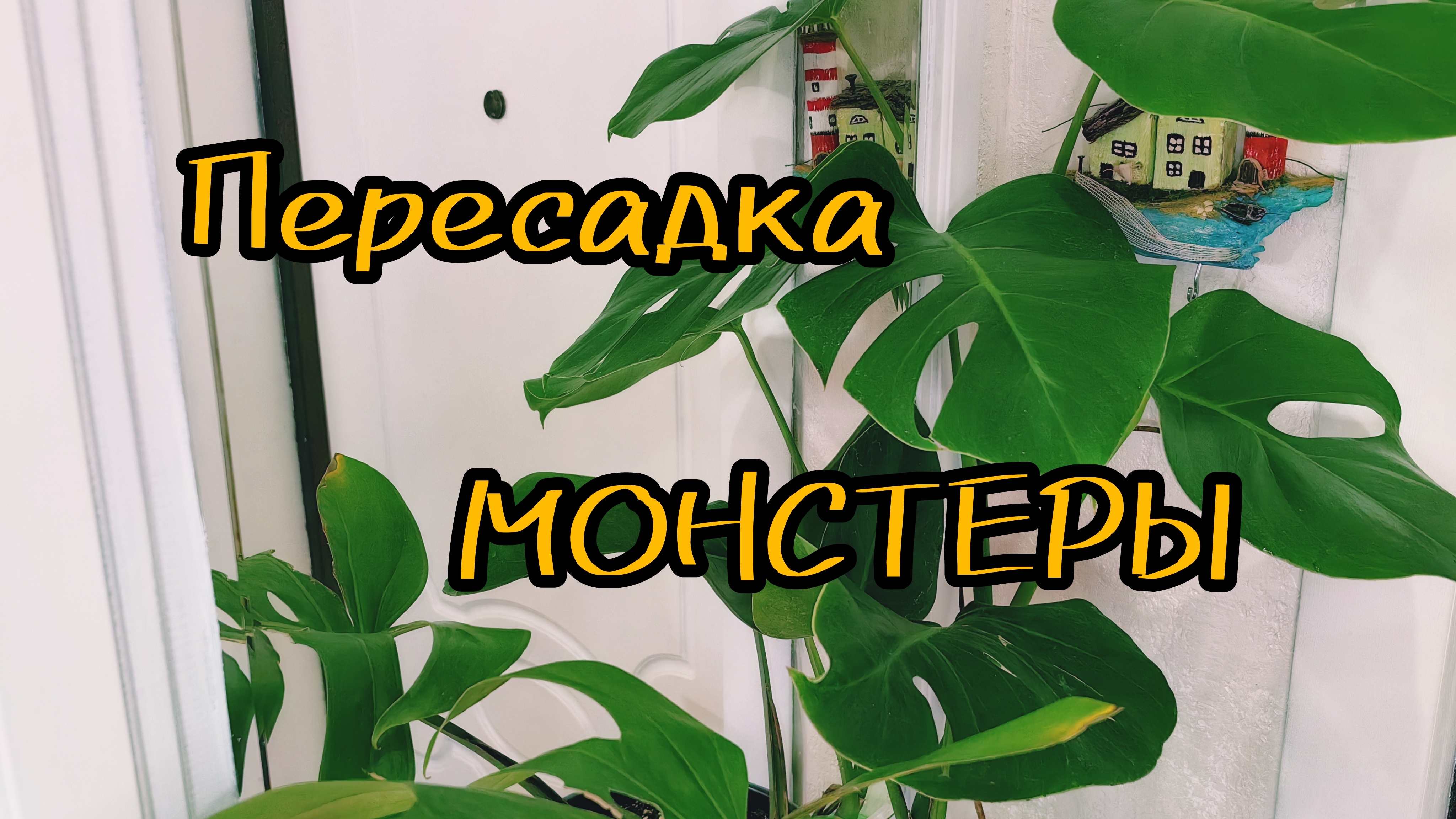 Пересадка Монстеры.