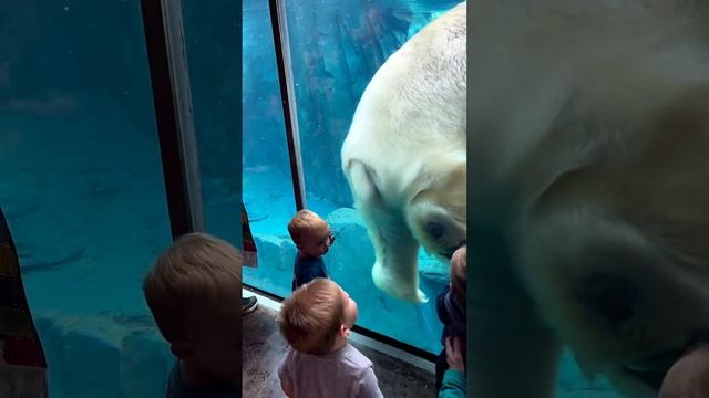 Polar bear/Полярный медведь