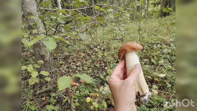 Сентябрьские грибочки.