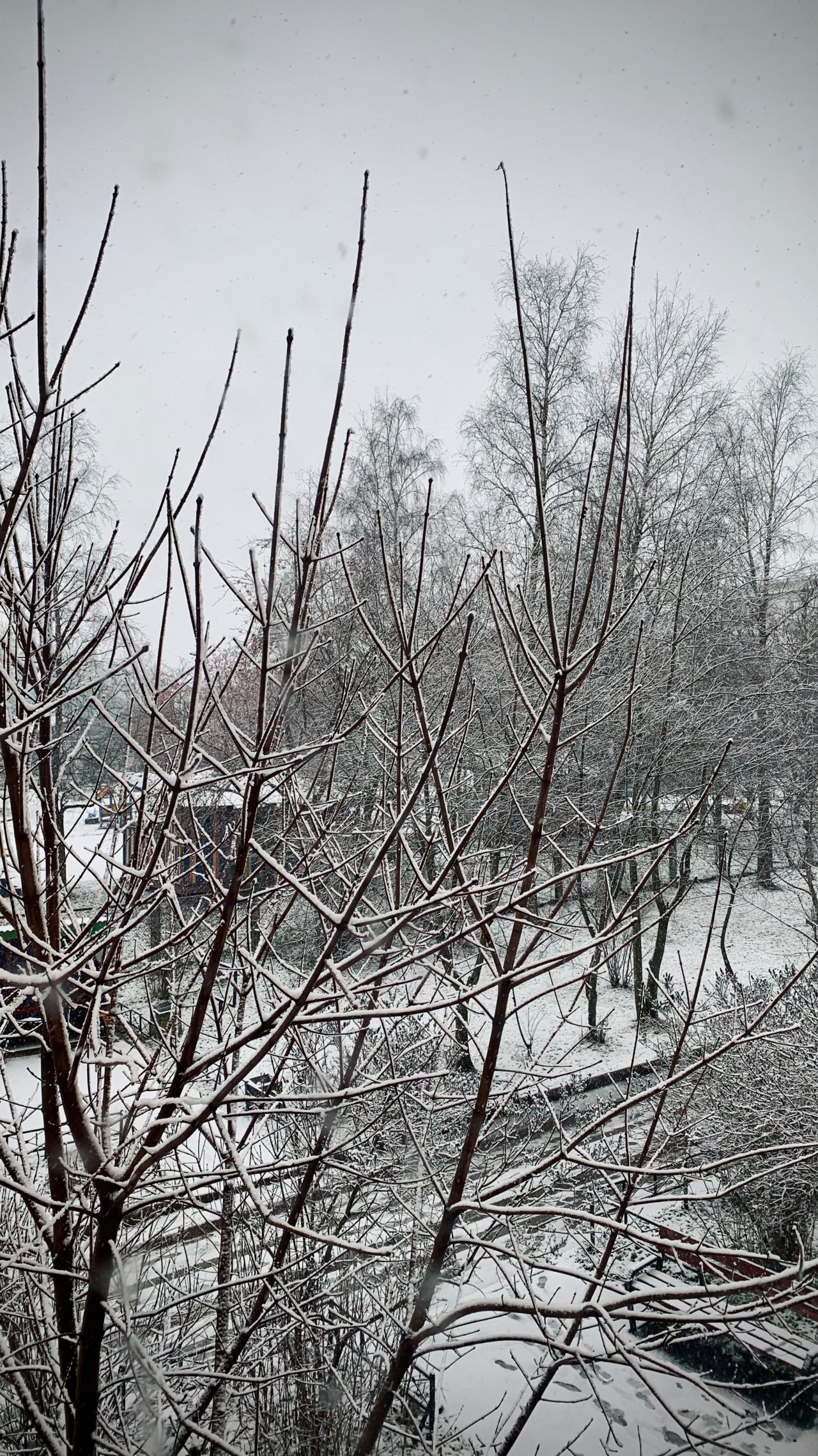 Сегодня целый день идет снег… ❄️❄️❄️ 20/11/24