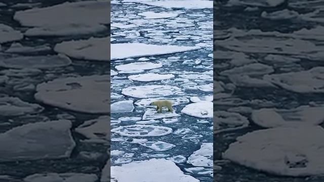 Царь северных широт.🐻❄️