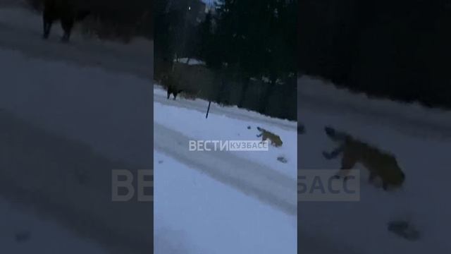 Стая бездомных собак поселилась в посёлке Металлплощадка Кемеровского округа