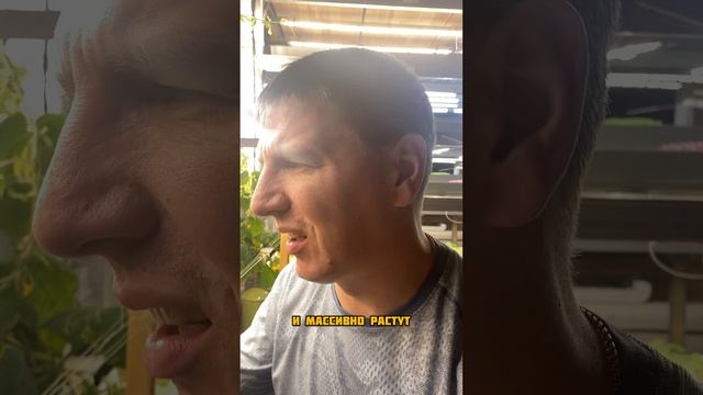 Томаты в квартире