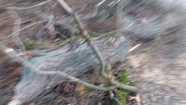 И так бывает__Жилищник хотел положить тротуар поранил деревья мы пожаловались__получите распишитесь