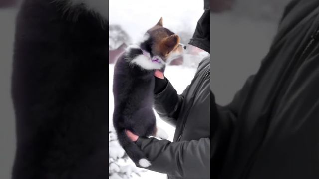 Щенки Вельш-корги Пемброк, готова переехать в новый дом 