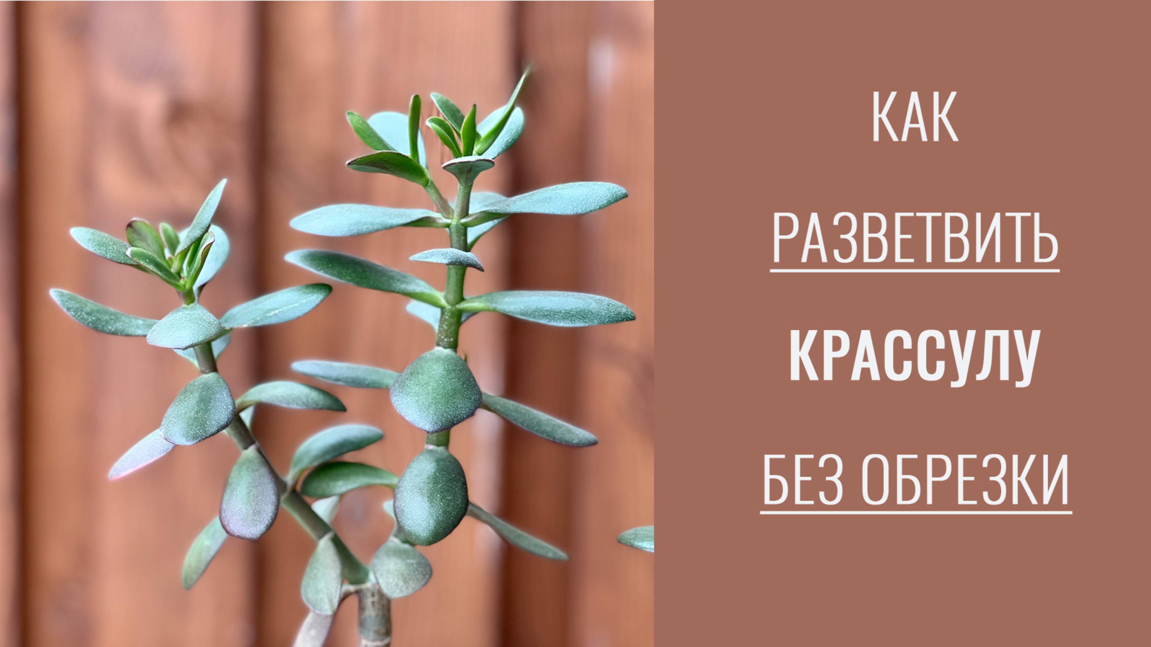 №54. Крассула. Как разветвить крассулу без обрезки и прищипки. 4 условия ветвления.