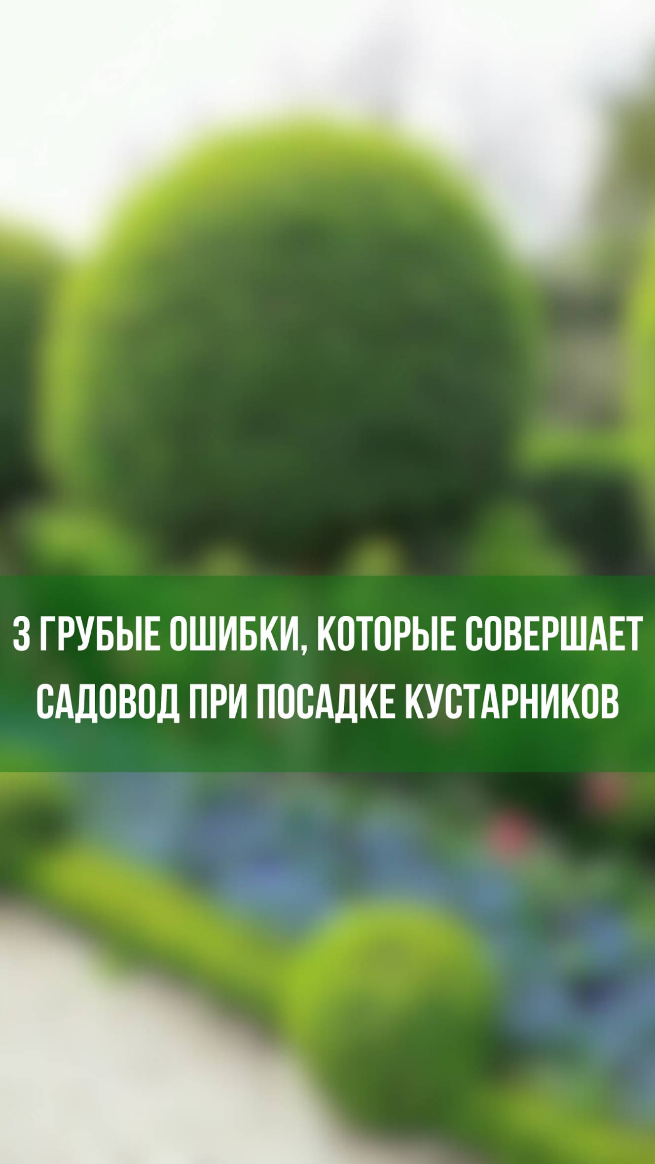 3 грубые ошибки, которые совершает садовод при посадке кустарников