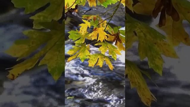 Отговорила роща золотая... - Внук Сварога (720p)