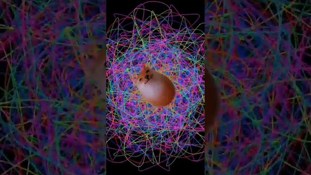 Яичко