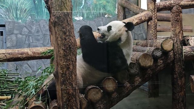 VID_20241119_161750