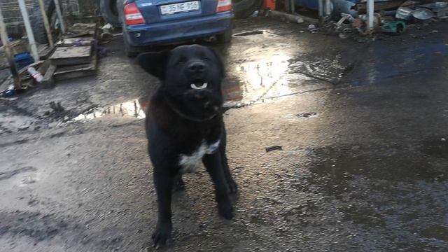 Алабай @ Арчи @ Моя Жизнь Кино @ §Rutube Leo Ridge @ Музей Псов