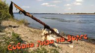 Собака Лиза на Волге нашла в воде ствол дерева.02.08.2024 г.