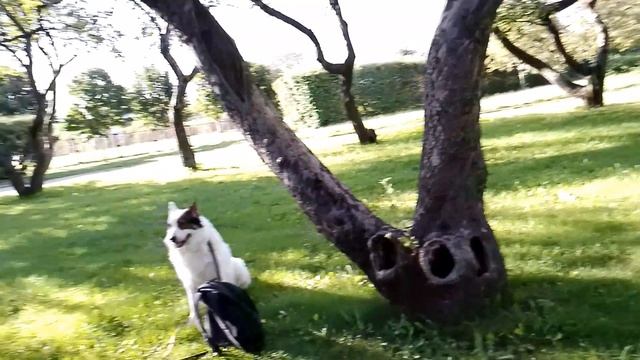 Другие аспекты пульса