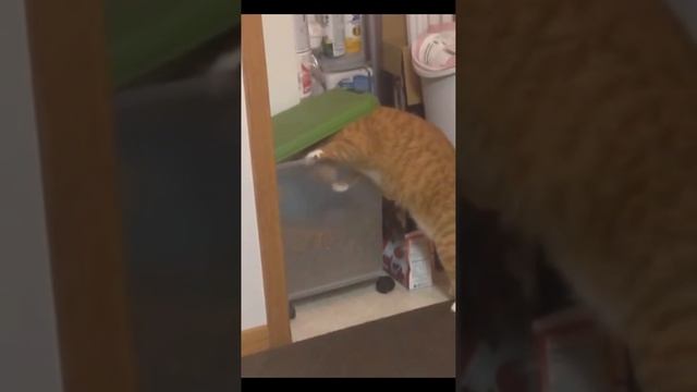 Забавные видео с котиками #15🤪