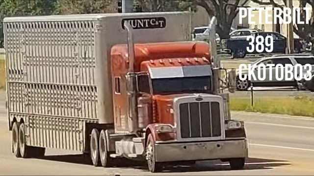 Peterbilt  389 СКОТОВОЗ