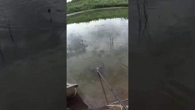 Фидер 2023 / Сорога Полное видео на канале! #фидер