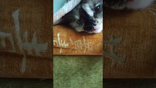 Когда холодно вот что делает кошка Боня.