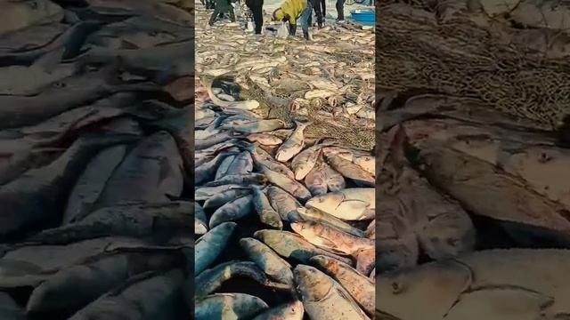 A lot of fish