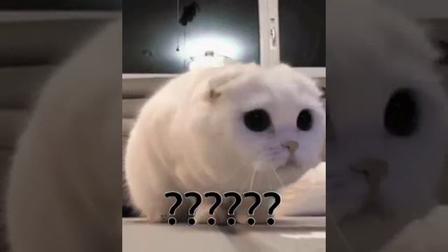 Мяу?