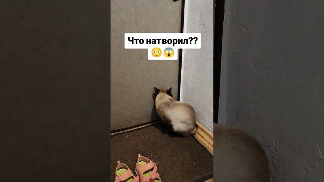 Что натворил??