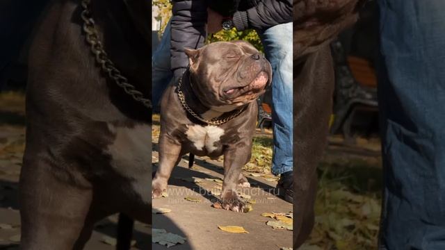 KAISER BULLY AUSTRIA DOMINATOR