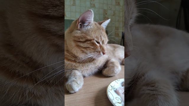 Тайсоня улыбка