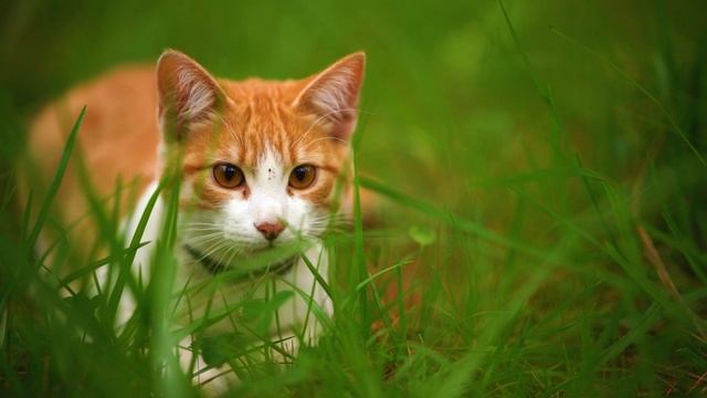 Котик бежит