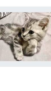 Я РЖАЛ ДО СЛЕЗ 😹 СМЕШНЫЕ КОШКИ И СОБАКИ СМЕШНЫЕ ЖИВОТНЫЕ 2023 😹 ЛУЧШИЕ ПРИКОЛЫ