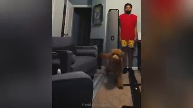 Funny and cute ANIMALS videos