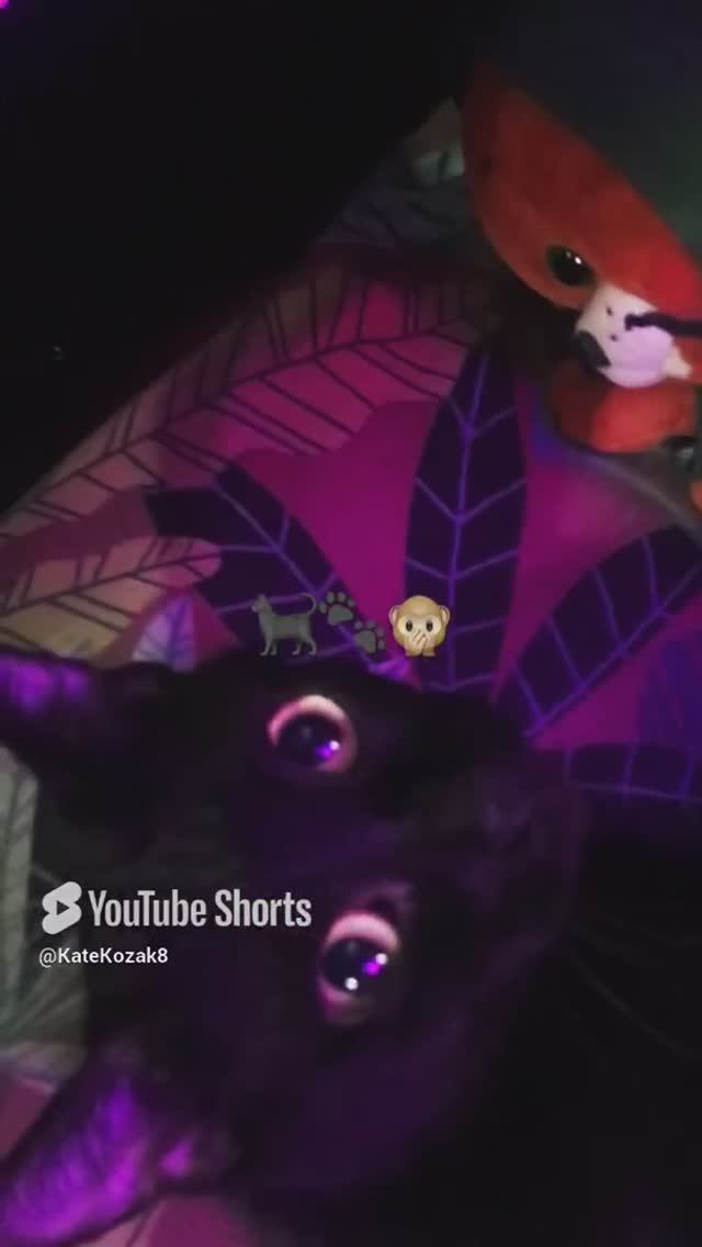 Привет 👋 кошатникам🐈_⬛🐾🫶love 🐱 🐈_⬛ cat’s